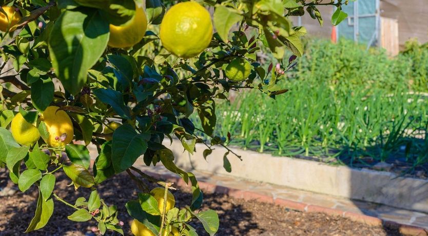 Photo of Easy Peasy, Lemon Squeezy