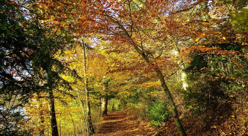 Photo of Once Upon a Fairytale