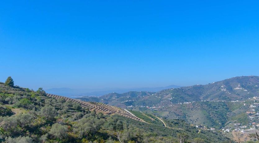 Photo of Apricots & Honey