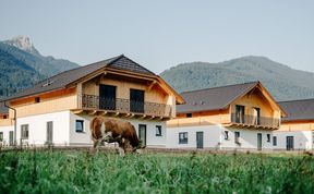 Photo of Cows in the Meadow