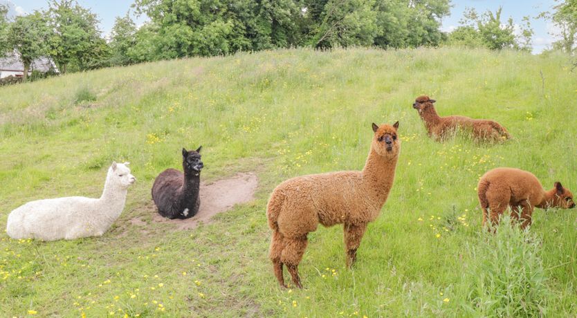Photo of Cartron Cottage
