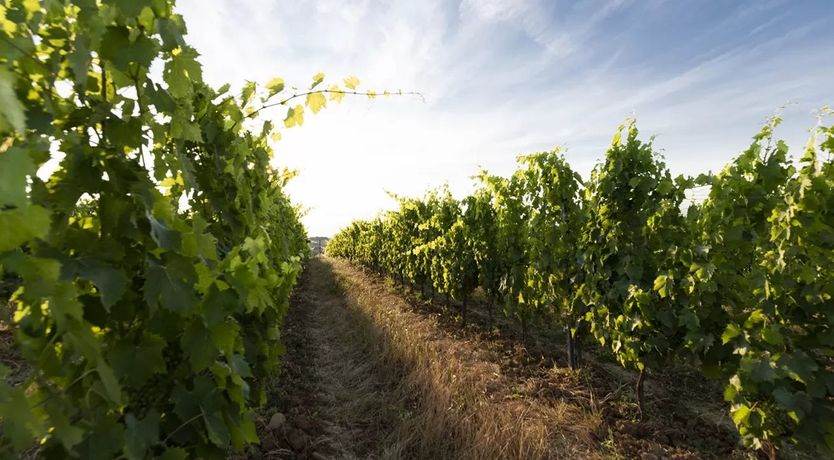 Photo of Chianti Cheers