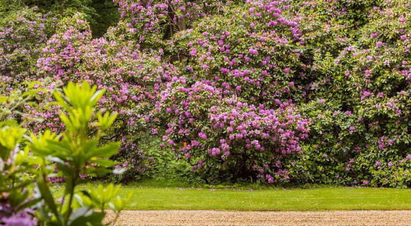 Photo of The Song Bird