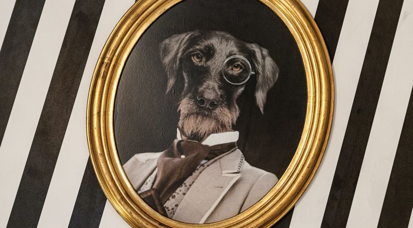 Photo of Among the Hounds of Love