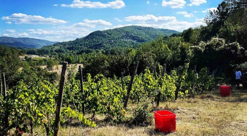 Photo of The Sweet Nectar