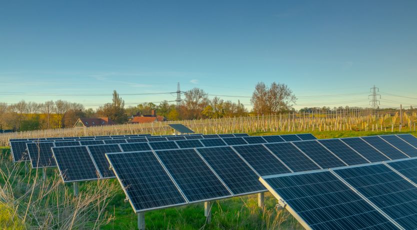 Photo of An East Anglian Vineyard