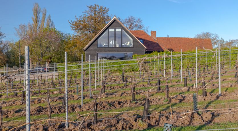 Photo of An East Anglian Vineyard