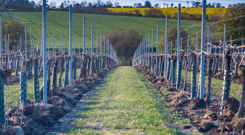 Photo of An East Anglian Vineyard