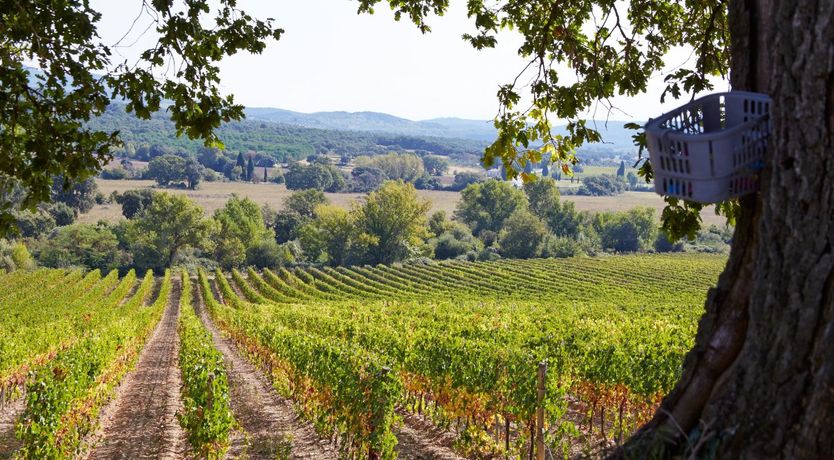 Photo of Views Of The Vineyard