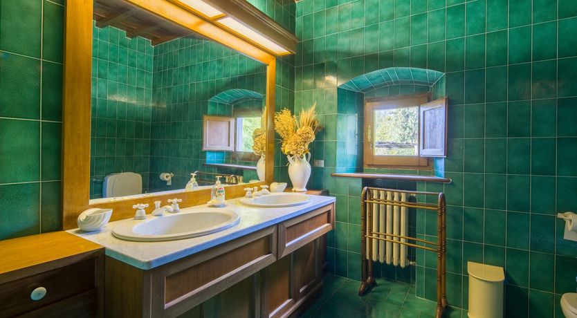 Photo of Olive Vineyards