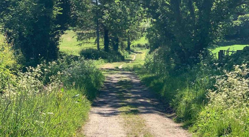 Photo of The Honey Bee