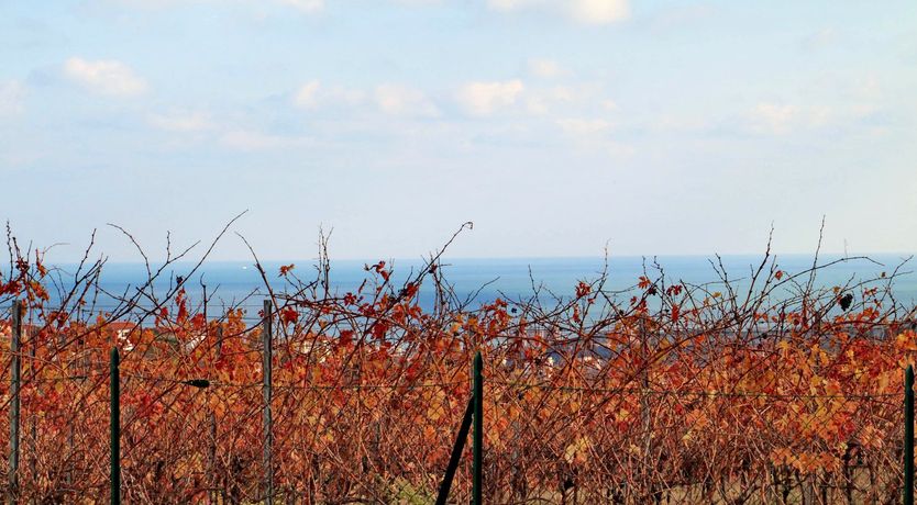 Photo of Five Leaves Left