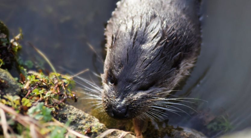 Photo of Grain Of Water