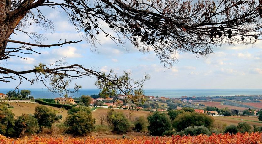 Photo of Vine Leaves on the Horizon