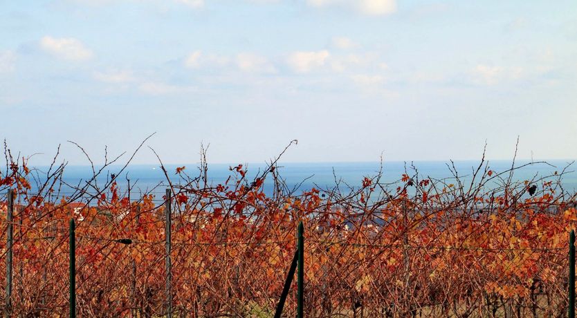 Photo of Vine Leaves on the Horizon