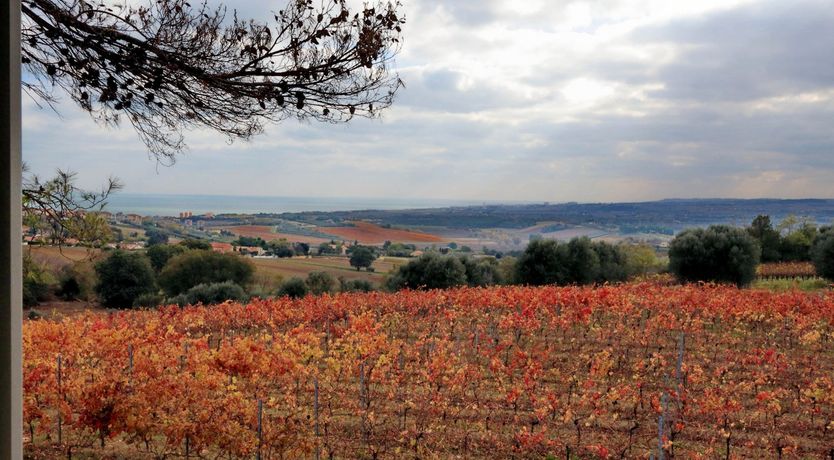 Photo of Vine Leaves on the Horizon