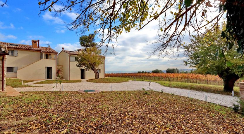 Photo of Vine Leaves on the Horizon