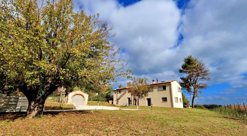 Photo of Vine Leaves on the Horizon