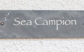 Photo of Sea Campion