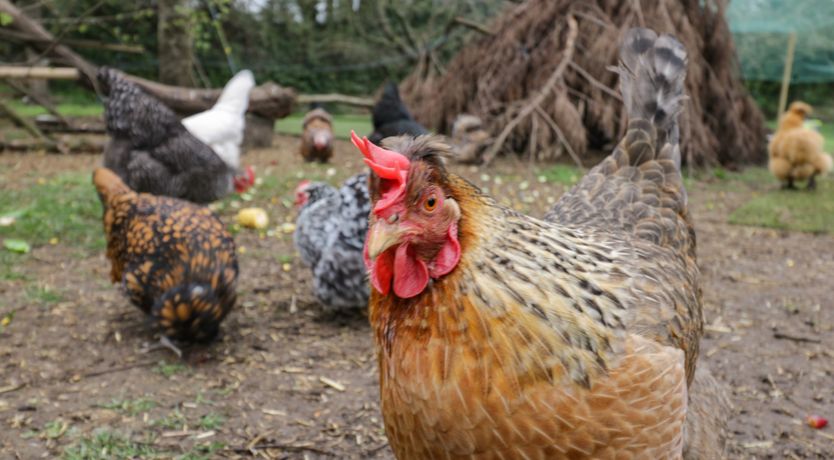 Photo of Orchard House Cottage