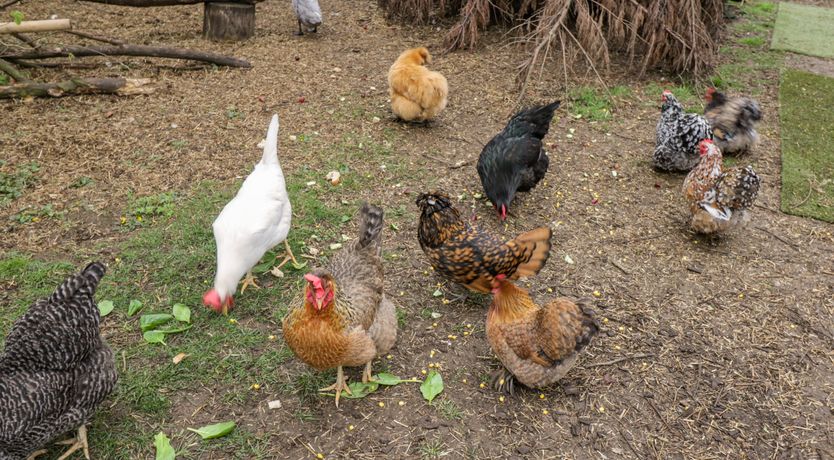 Photo of Orchard House Cottage