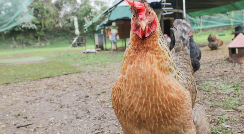 Photo of Orchard House Cottage
