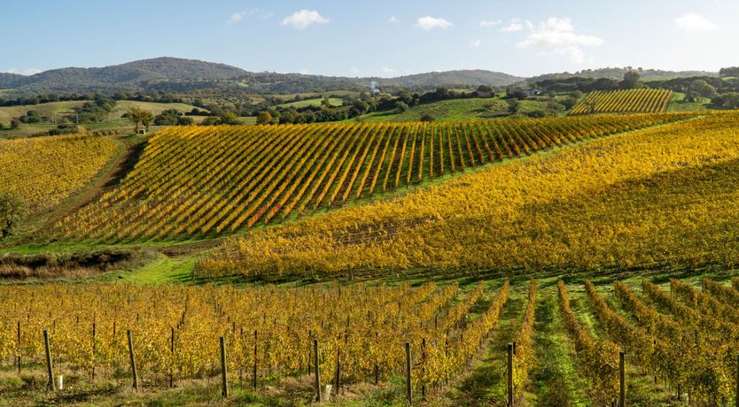 Photo of Under Tuscan Skies