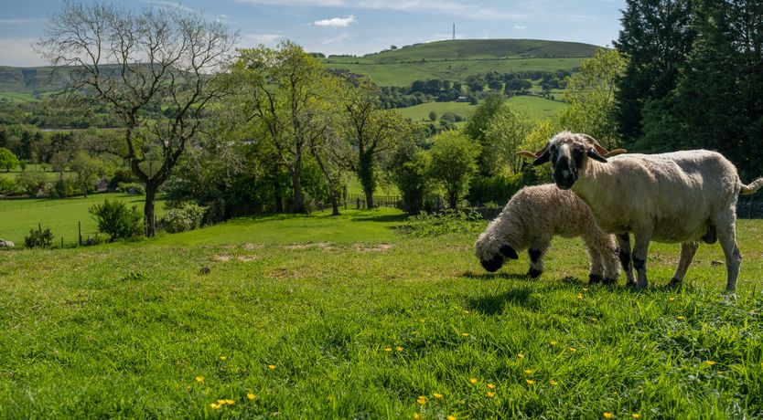 Photo of Where Skylarks Sing