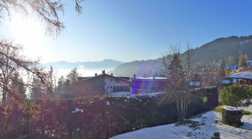 Photo of Marmousets 2