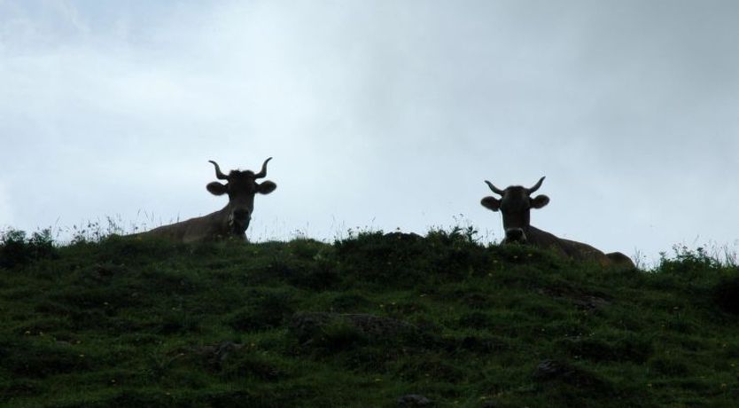 Photo of Bärgchutzli Parterre