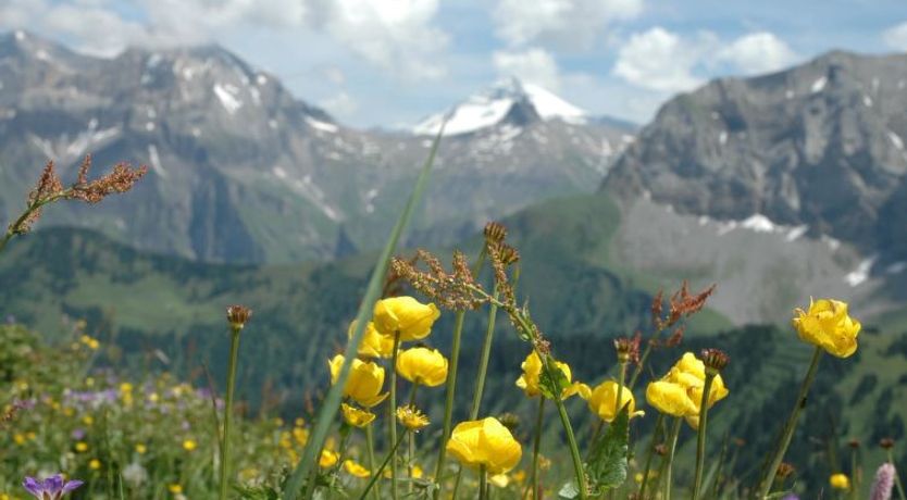Photo of Bärgchutzli Parterre