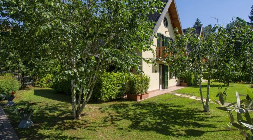 Photo of Viola (BLU601)