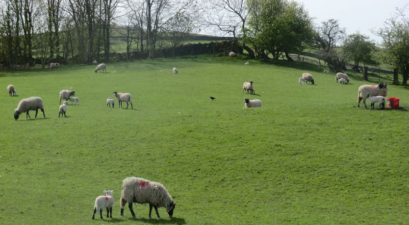Photo of Ghyll Bank Bungalow