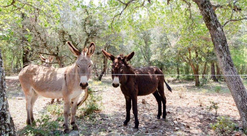 Photo of Les Campaou