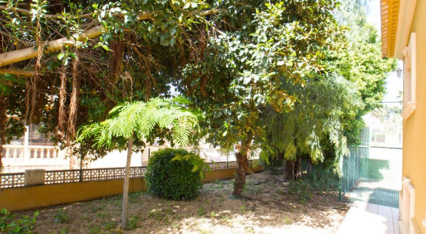 Photo of Santanatenis