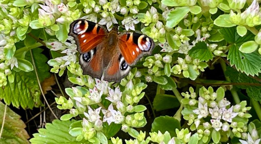 Photo of Ferienhäusle Nina
