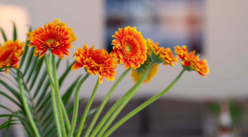 Photo of Stolzenfels Villa 2