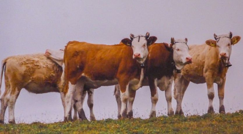 Photo of Chalet Eiger