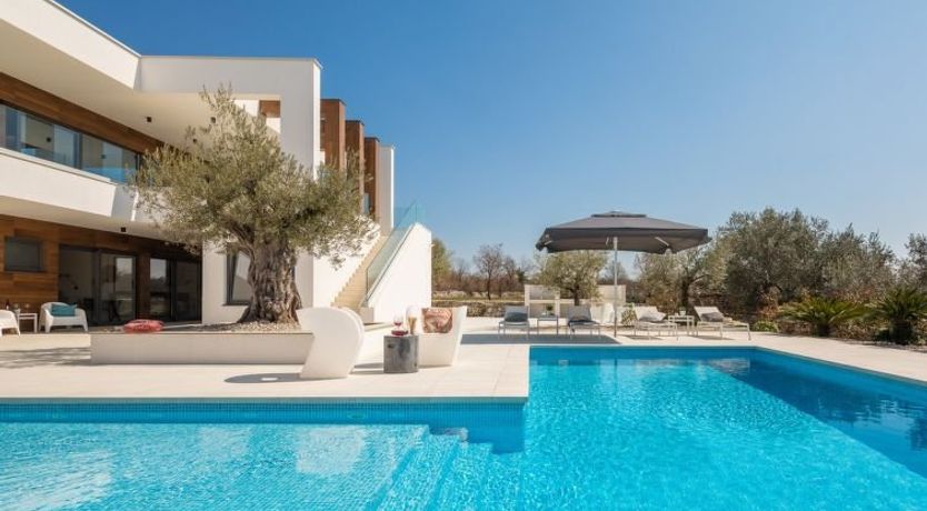 Photo of Old Olive VIII