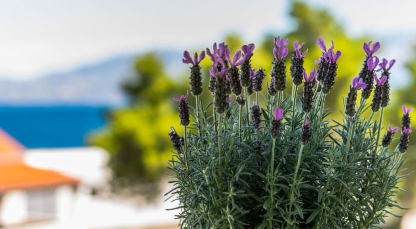 Photo of Villa 2 Pools Apartment 4