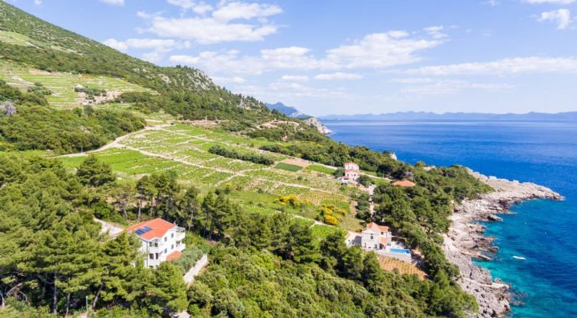 Photo of Plavac Mali