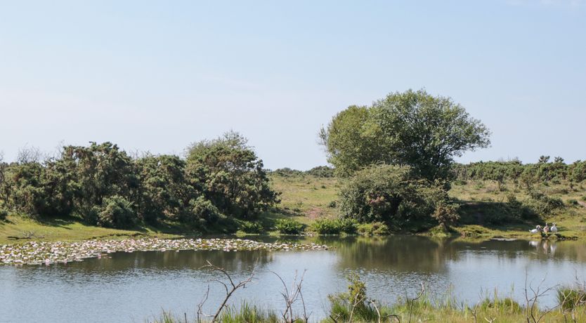 Photo of Curlew Cottage