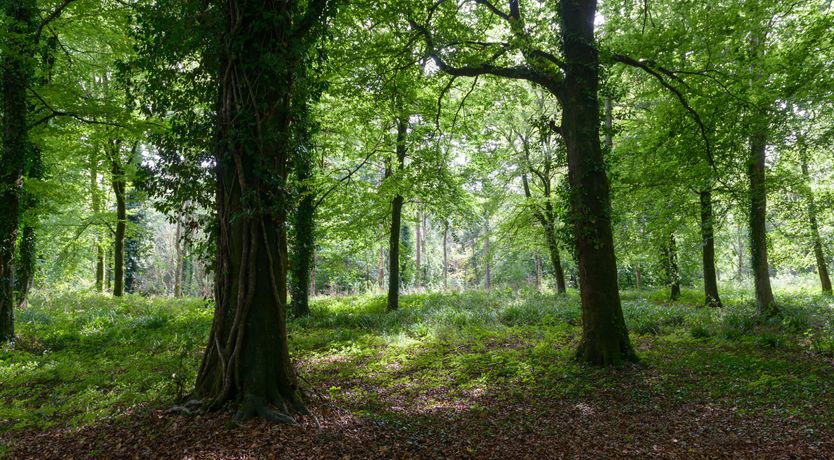Photo of Miss Honey's Cottage