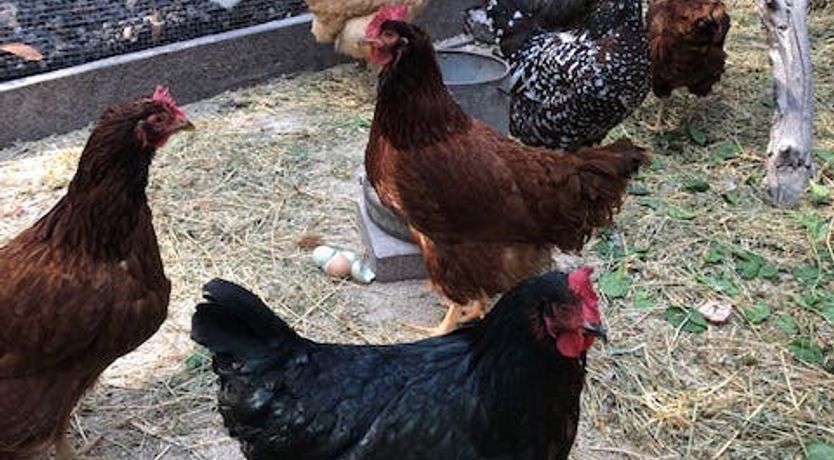 Photo of Redwood & Palm