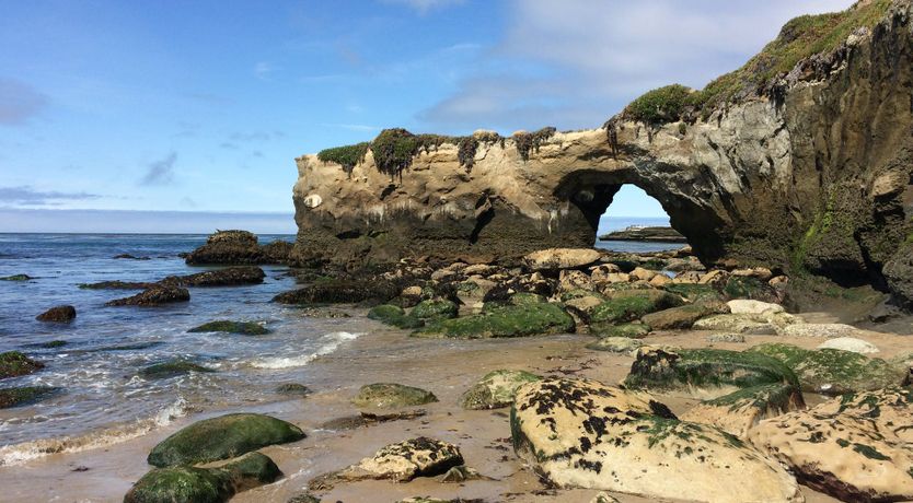 Photo of Redwood & Palm