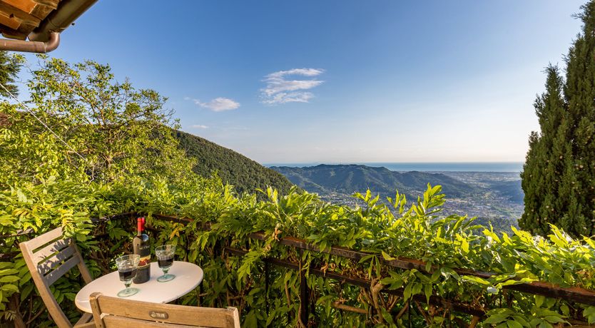 Photo of Under The Olive Tree