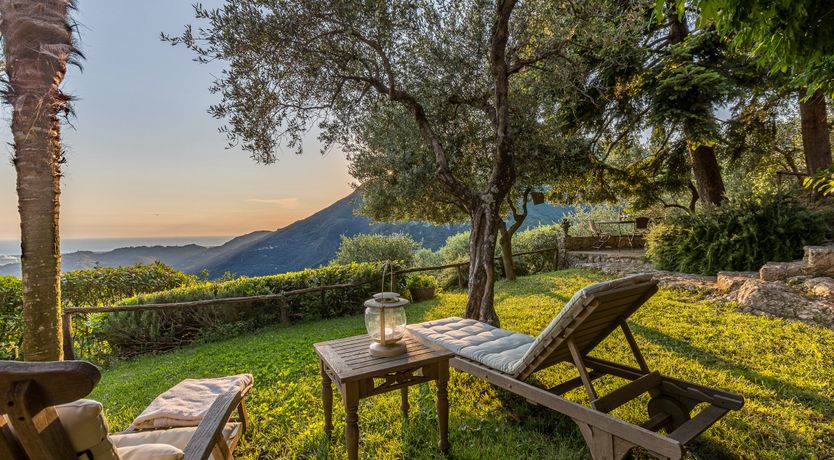 Photo of Under The Olive Tree