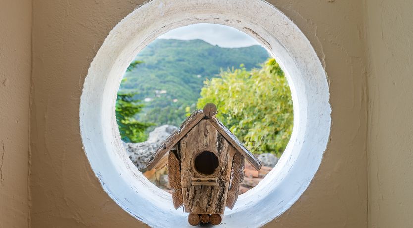 Photo of Under The Olive Tree