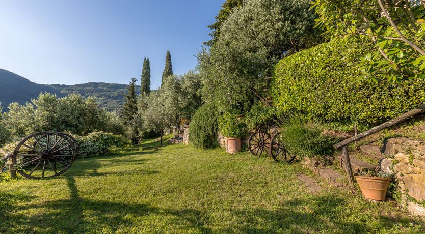 Photo of Under The Olive Tree