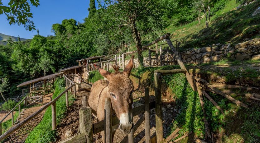 Photo of Under The Olive Tree